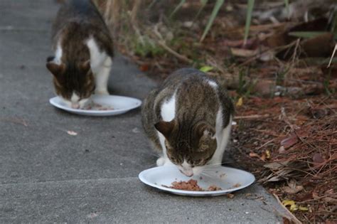 The Risks And Benefits Of Feeding Feral Cats Purrpetrators