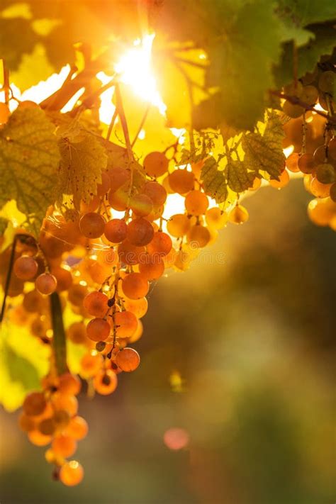 Ripe Grapes On A Vine With Bright Sun Shining Through The Green Stock