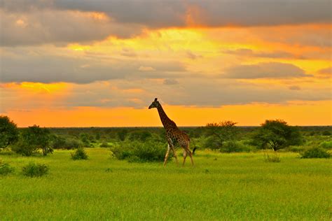 Kruger National Park South Africa Traveldesigns By Campbell Travel Africa Ideal Travel
