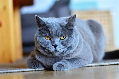 Chartreux Complete Rasbeschrijving Katten Wereld