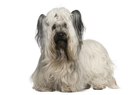 Top Ten Small Breed Dogs Petmd