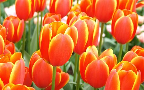Tulip Worlds Favourite Tulips Spring Flowering Bulbs Qfb Gardening