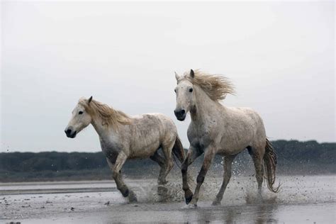 Meet The Camargue Horse One Of The Oldest Breeds In The World