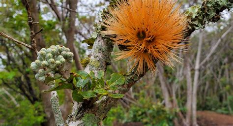 The Legend And Culture Significance Of The ‘Ōhi‘a Lehua Kapina Lansdale