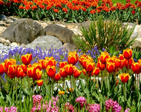 Una raccolta di bellissime immagini fiori. Edenpics - Natura Immagini sfondi gratuite della natura ...