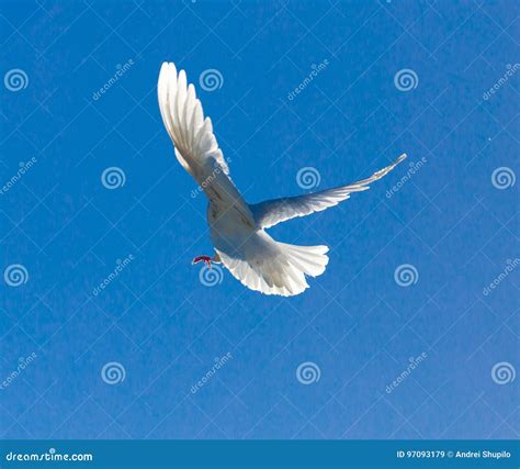 White Dove In Flight Against A Blue Sky Stock Image Image Of Hope