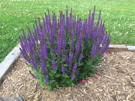 How To Deadhead Salvias The Step By Step Guide — Gardening Herbs