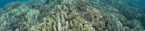 Patterns In Hard Coral Diversity And Cover On Inshore Reefs Of The Gbr