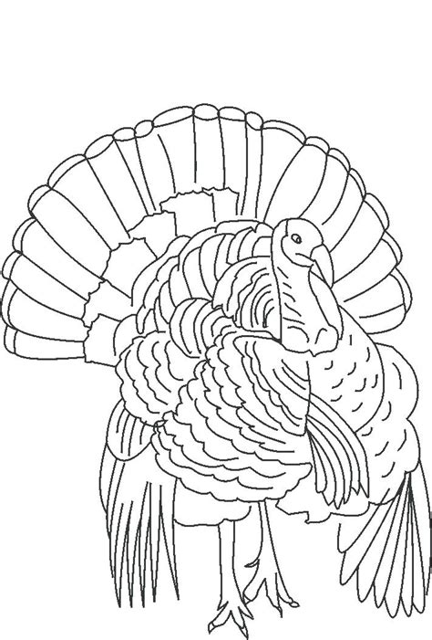 Turkey Outline Drawing At Explore Collection Of