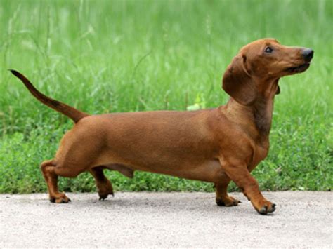 48 Free Dachshund Wallpaper For Computer