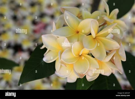 Blooming Plumeria Frangipani Spring Blossom Hawaii Stock Photo Alamy