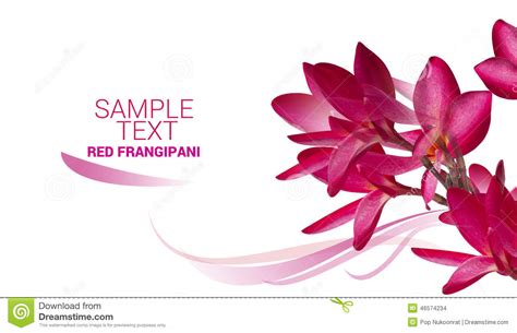 Try dragging an image to the search box. Red Frangipani Flower Sample Text Isolated On White ...