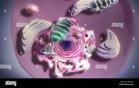 Computer Model Protein Hi Res Stock Photography And Images Alamy