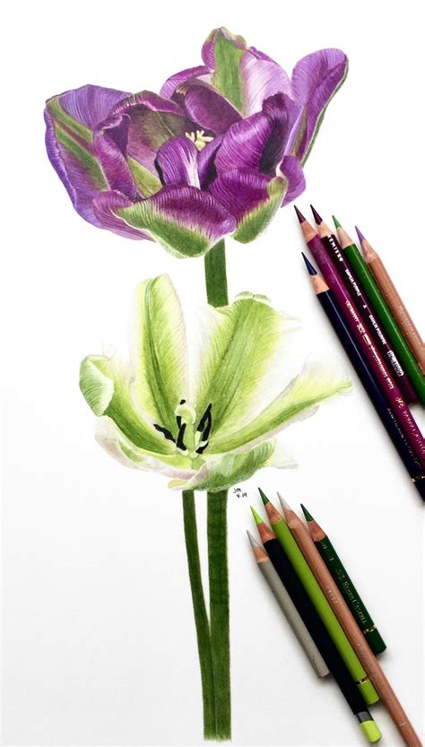 Pin By Vilma Flott On Tulipán Flower Art Drawing Botanical