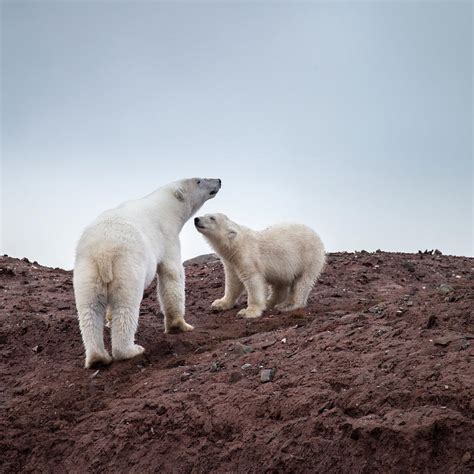 Polar Bear Mother And Cub Photograph By Arctic Images