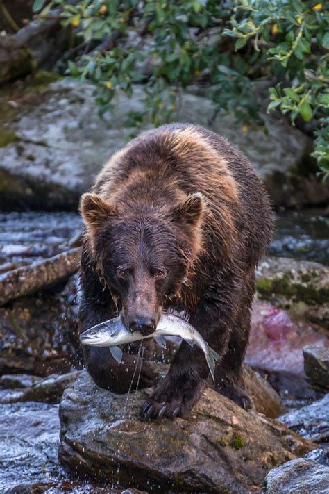 Fish Caught Katmai Np Joseph C Filer Photography