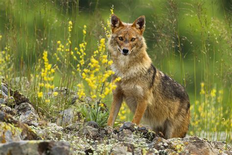 Misunderstood Mesos The Golden Jackal The Wolf Center