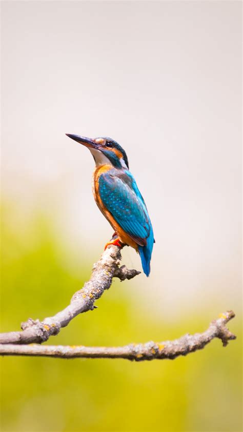 Kingfisher Bird Branch Blur Wallpaper 1440x2560