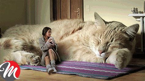9 Most Biggest Cats In The World Youtube