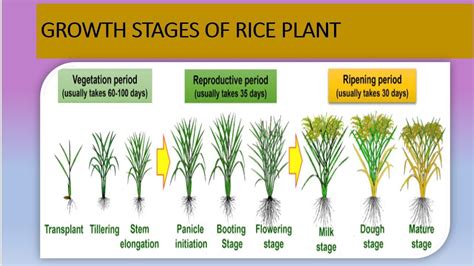 Growth Stages Of Rice Plants Different Stages Are Covered In