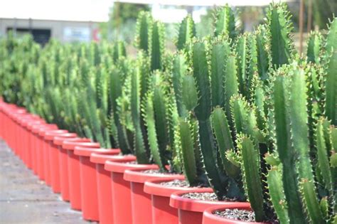 New Release Euphorbia Acruensis Cowboy Will Be Available In 300mm