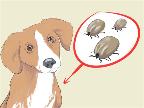 How To Treat Dog Lice