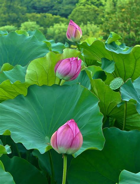 We did not find results for: Beautiful Lotus flowers at Shinobazu Pond in Ueno Park ...
