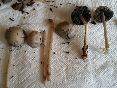 Houston Magic Mushroom Help On Id Mushroom Hunting And