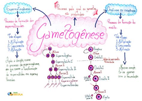 Mapa Mental De Biologia Gametogenese Ovulogenese E Fecundacao Parte Images