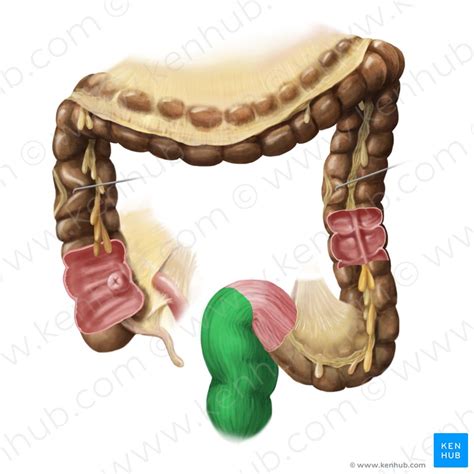 Anal Canal Anatomy Histology And Function Kenhub