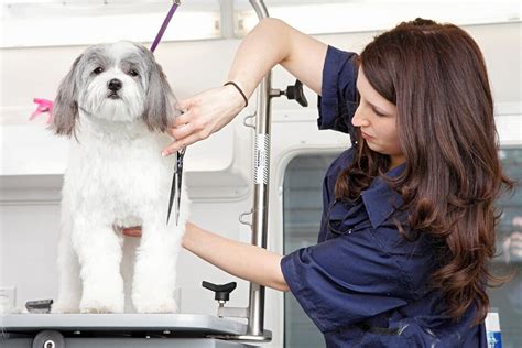 4 Benefits Of Mobile Dog Grooming Woofies Pet Sitters Dog Walkers