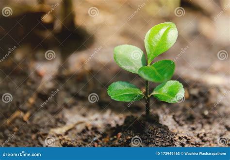 A Little Sapling Of A Growing Orange Tree Stock Image Image Of Grow