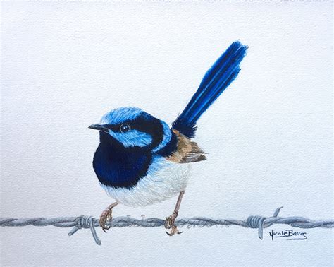 Blue Wren Print Coloured Pencil Art Birds Wildlife Etsy