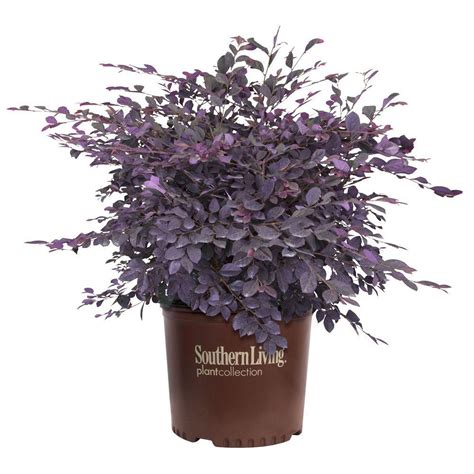 Southern Living Plant Collection 2 Gal Purple Diamond Loropetalum
