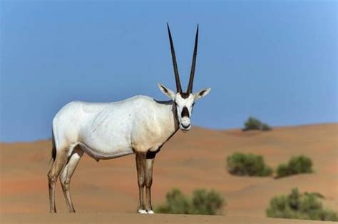 12 Desert Wild Animals Of United Arab Emirates