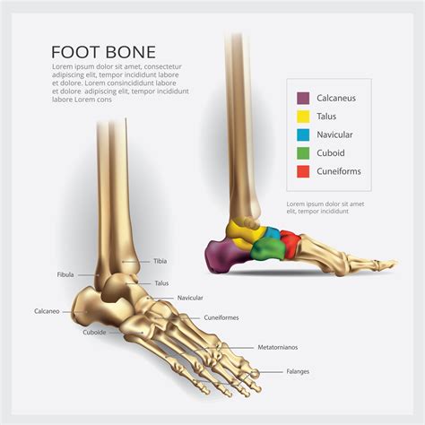 Foot Bone Anatomy Vector Illustration 539973 Vector Art At Vecteezy