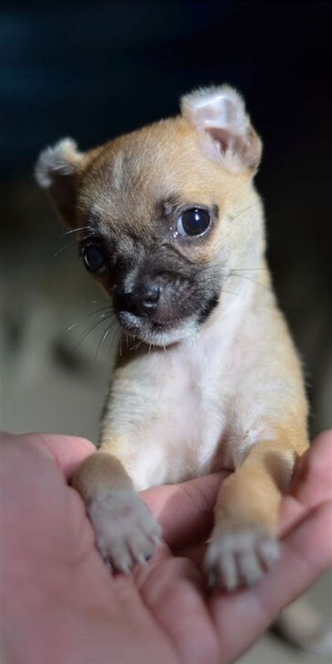 15 Super Cute Puppies That You Will Love In 2020 Cute