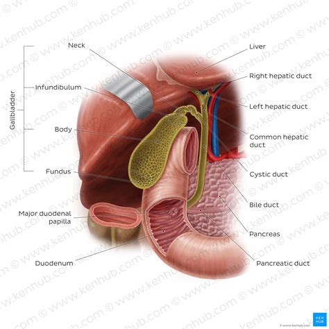 Anatomy Of Gallbladder And Liver Anatomical Charts Posters Sexiz Pix