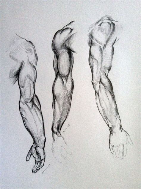 Arm Sketches Human Anatomy Art Anatomy Sketches Anatomy Drawing