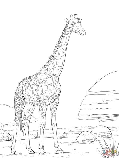 Realistic Giraffe Coloring Pages At Getdrawings Free Download