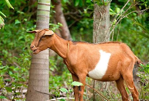 Philippine Goat Petmapz By Dr Katz Your Veterinarian Endorsed Pet