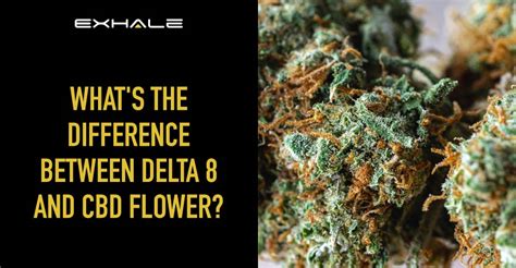 Key Differences Delta 8 Vs Cbd Flower Exhale Wellness