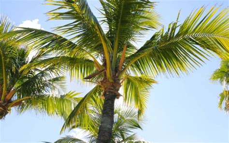13 Types Of Palm Trees In Florida With Scientific Names