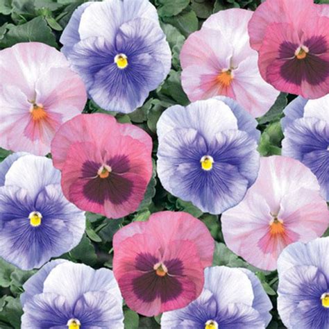 50 Pansy Seeds Delta Premium Cotton Candy Mix Etsy