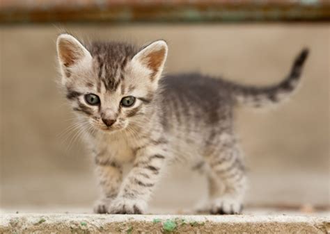 Some of these options, including agatha, elvira, and koshka, are unique. 10 Most Popular Kitten Names