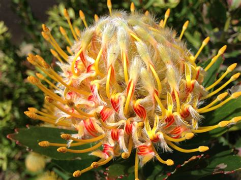 Jennis Beads I Heart Macro Australian Native Flora