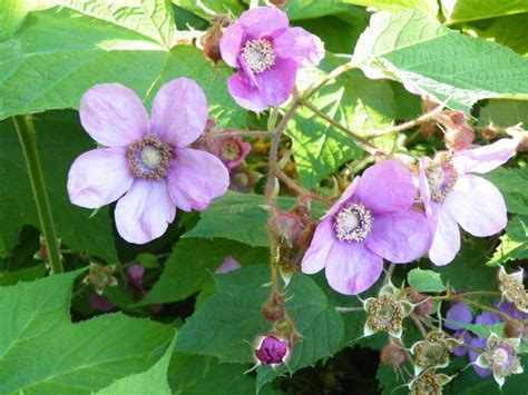 Other varieties will develop flowers in the fall of the first year. Purple Flowering Raspberry - Hartmann's Plant Company ...