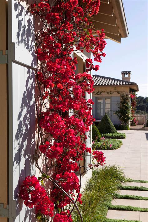 See more ideas about plants, flowering vines, planting flowers. Climbing plants: 7 fast growing climbers, vines and ...