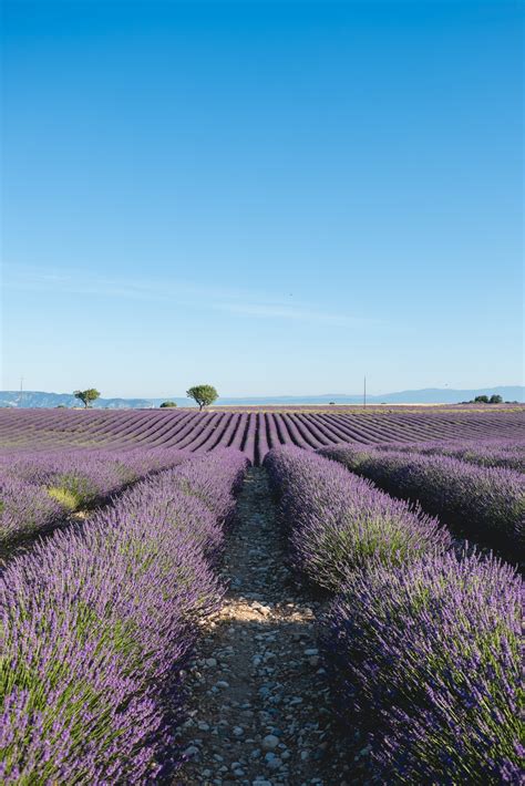 Sunrise At The Lavender Fields Of Valensole Provence France Lovely
