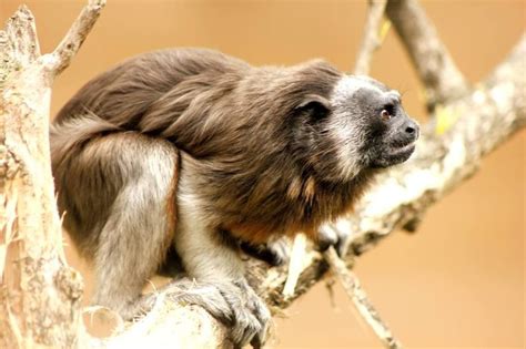 El Tití Gris El Pequeño Mono Colombiano Que Se Resiste A Desaparecer